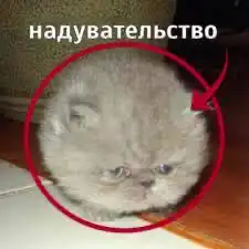 about.webp